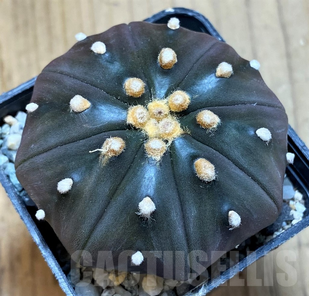 SH9517 Astrophytum asterias 'Purple Skin'