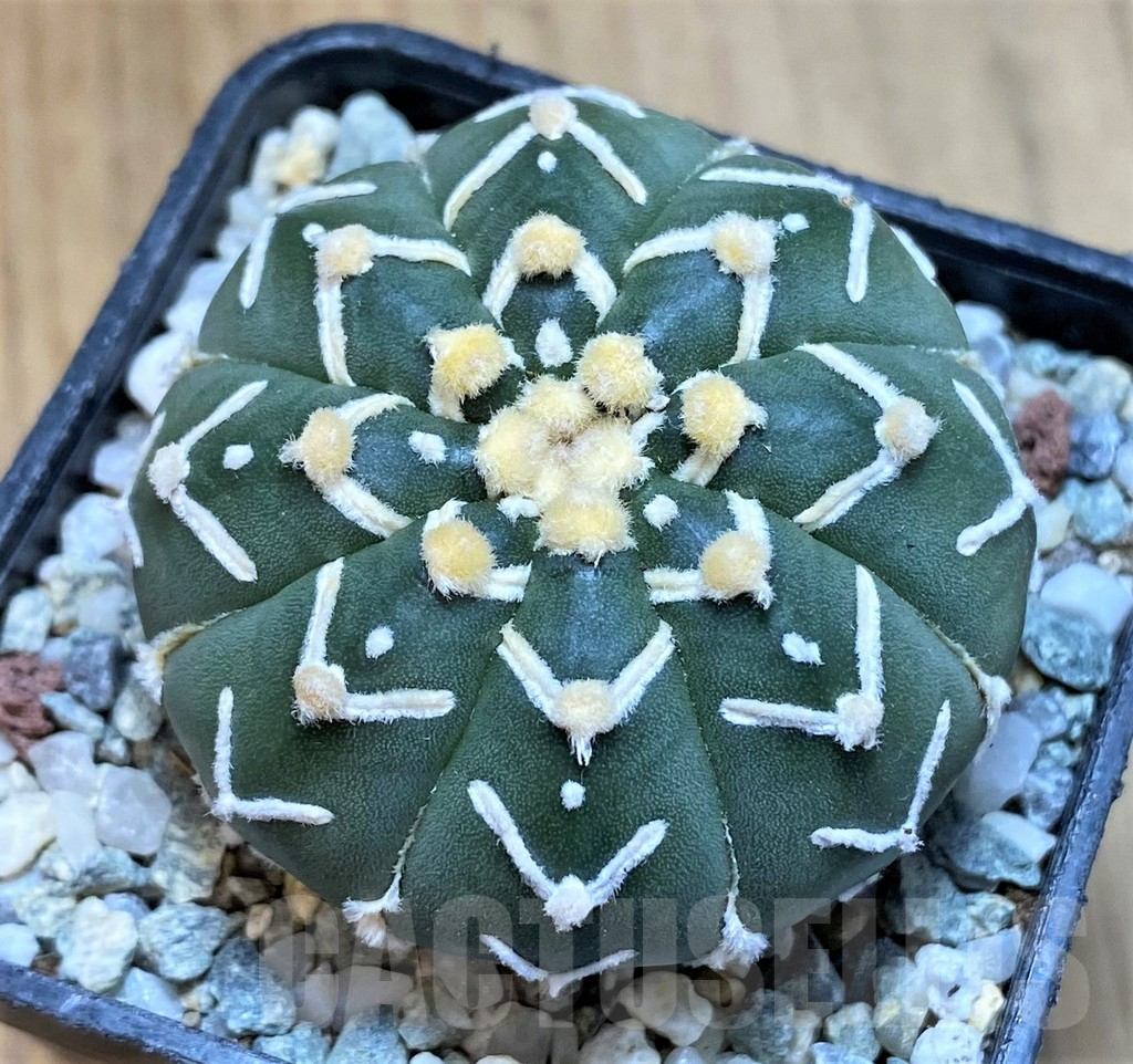 SH9519 Astrophytum asterias ‘Super Kabuto’ V-Type f. nudum