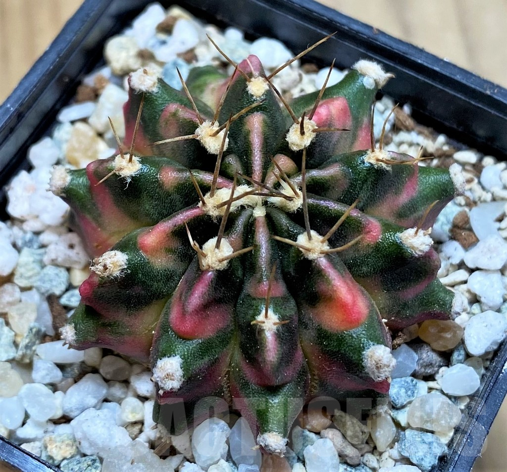 SH9471 Gymnocalycium mihanovichii 'Sunset' - immagine 2