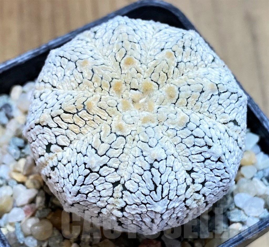 SH9523 Astrophytum asterias 'Super Kabuto Snow'