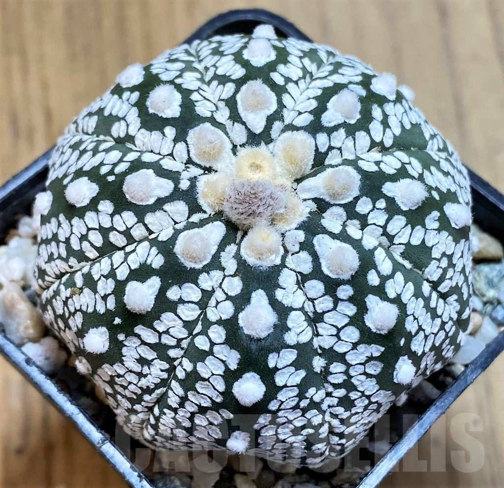 SH9526 Astrophytum asterias 'Super Kabuto' hybrid