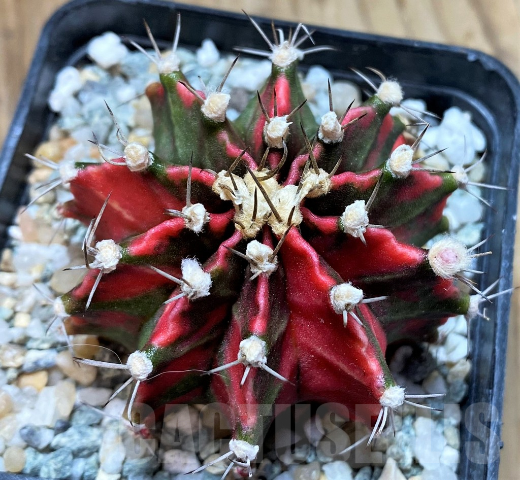 SH9467 Gymnocalycium mihanovichii 'Pink Japan' - 画像 (2)