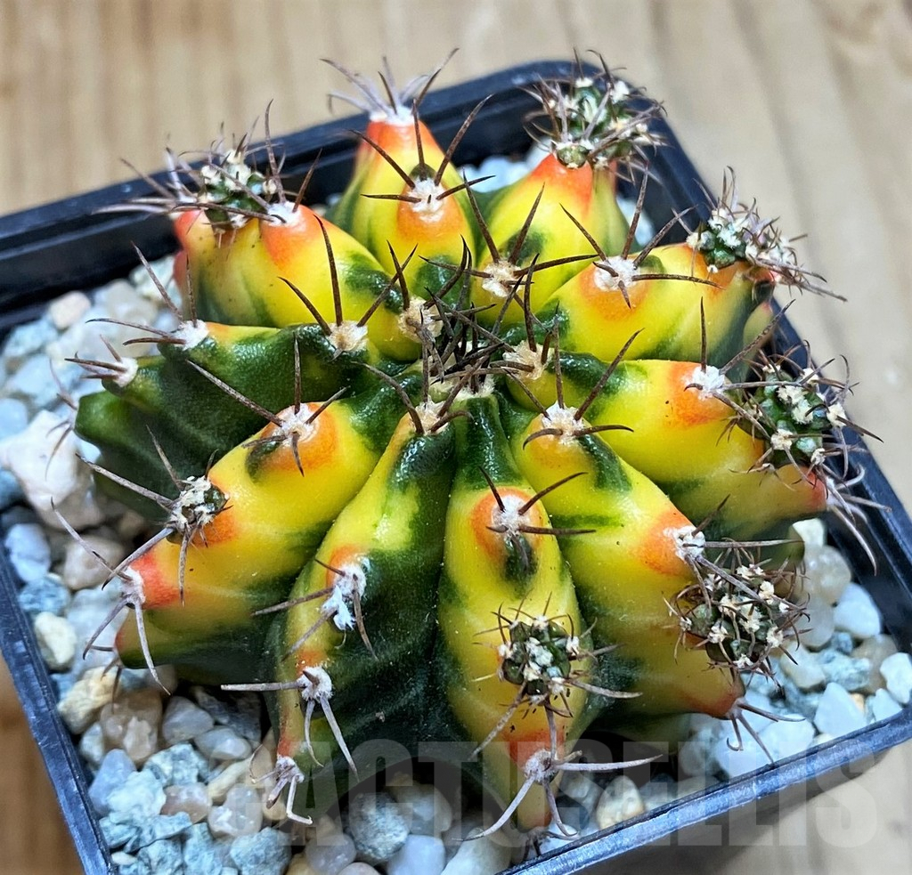 SH9477 Gymnocalycium mihanovichii ‘Multicolor’ -Taiwan- - Image 2