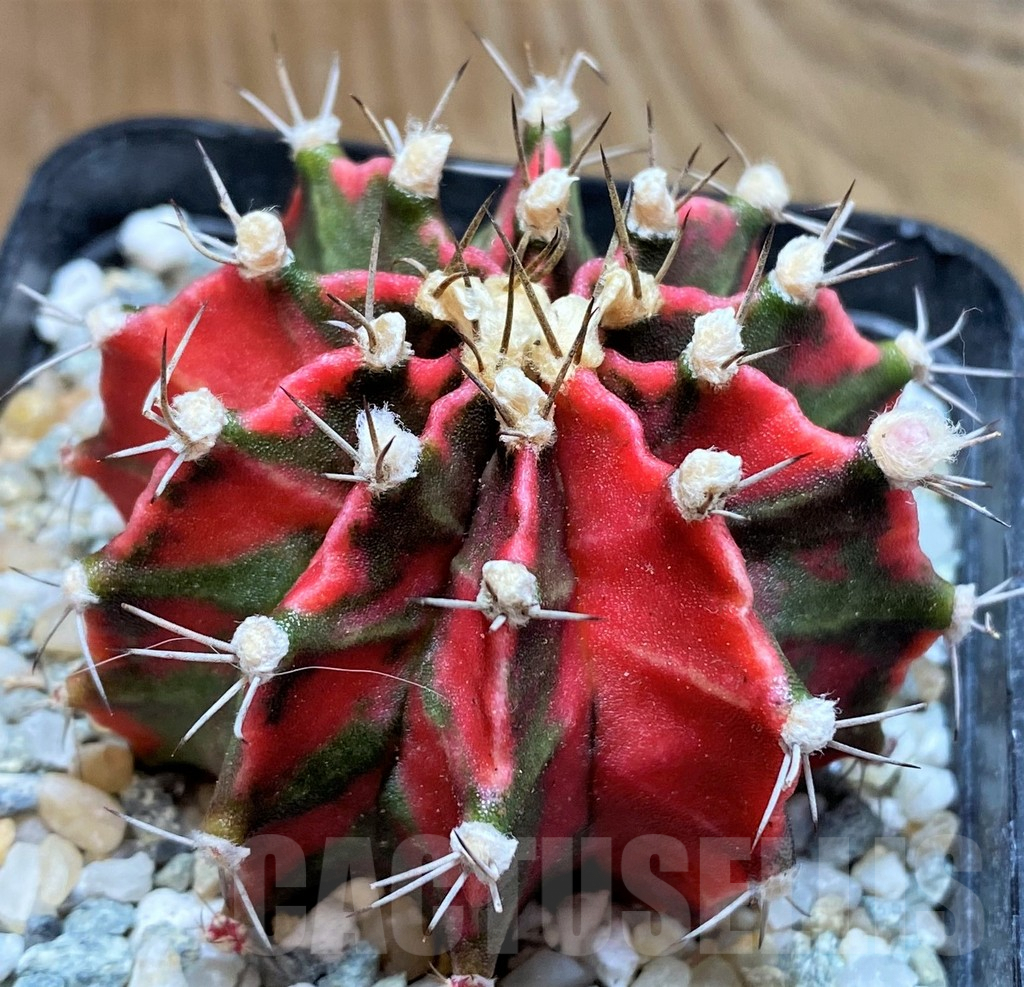 SH9467 Gymnocalycium mihanovichii 'Pink Japan'