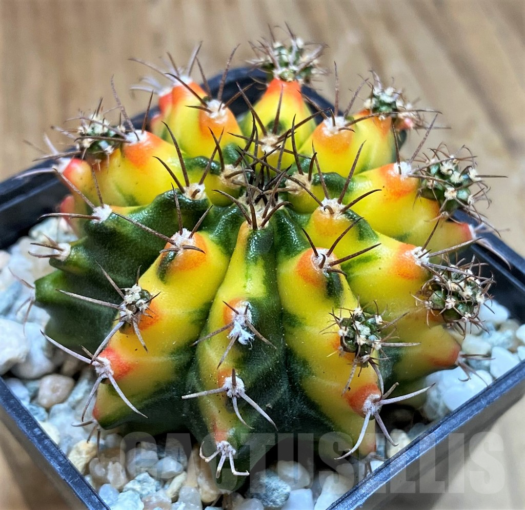 SH9477 Gymnocalycium mihanovichii ‘Multicolor’ -Taiwan-