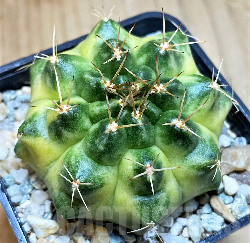 SH9479 Gymnocalycium mihanovichii 'Moon Light'