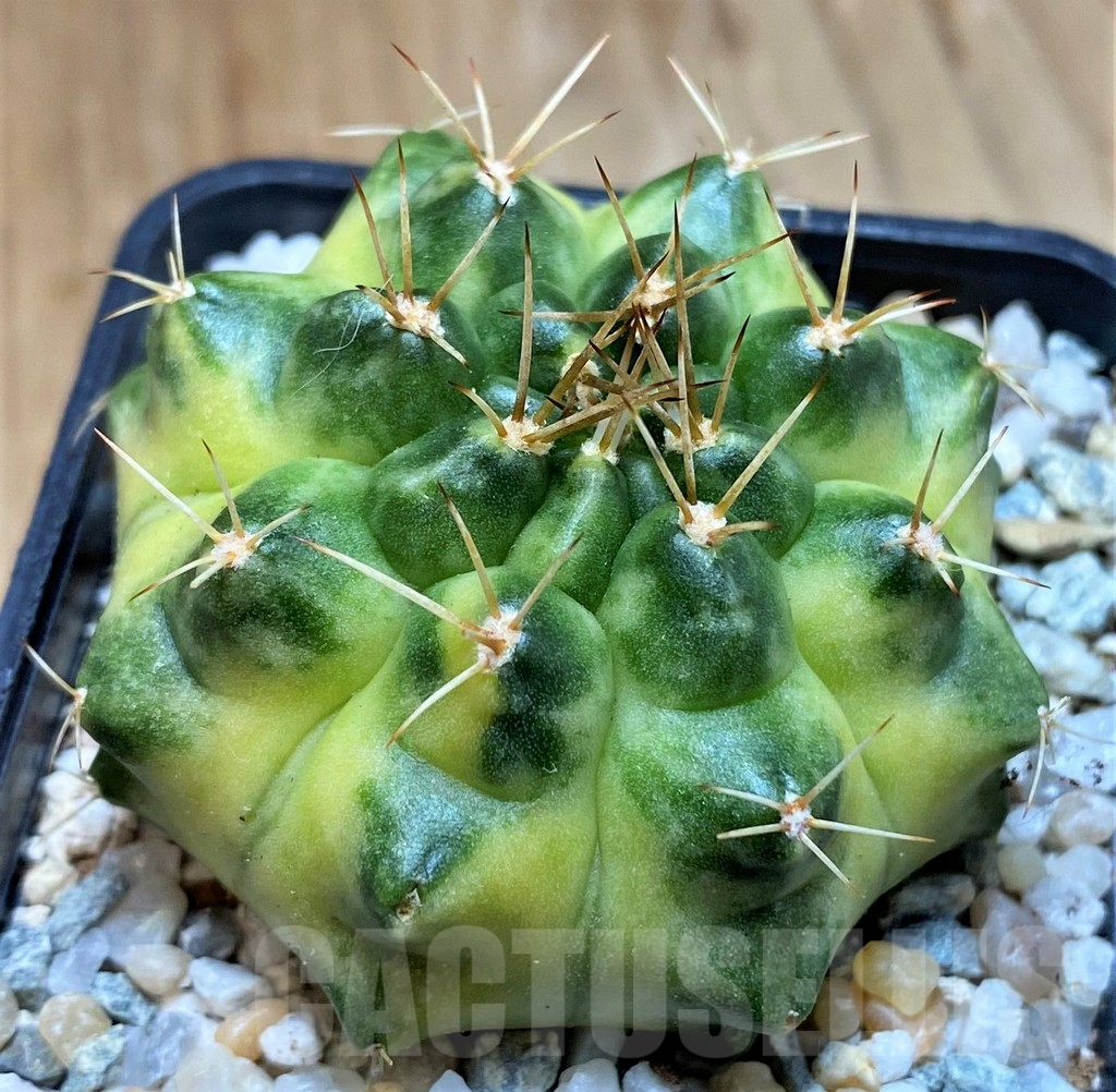 SH9479 Gymnocalycium mihanovichii 'Moon Light' - Image 2