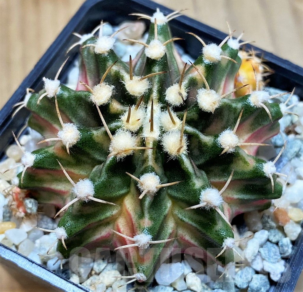 SH9480 Gymnocalycium mihanovichii 'Fantasia' - Image 2