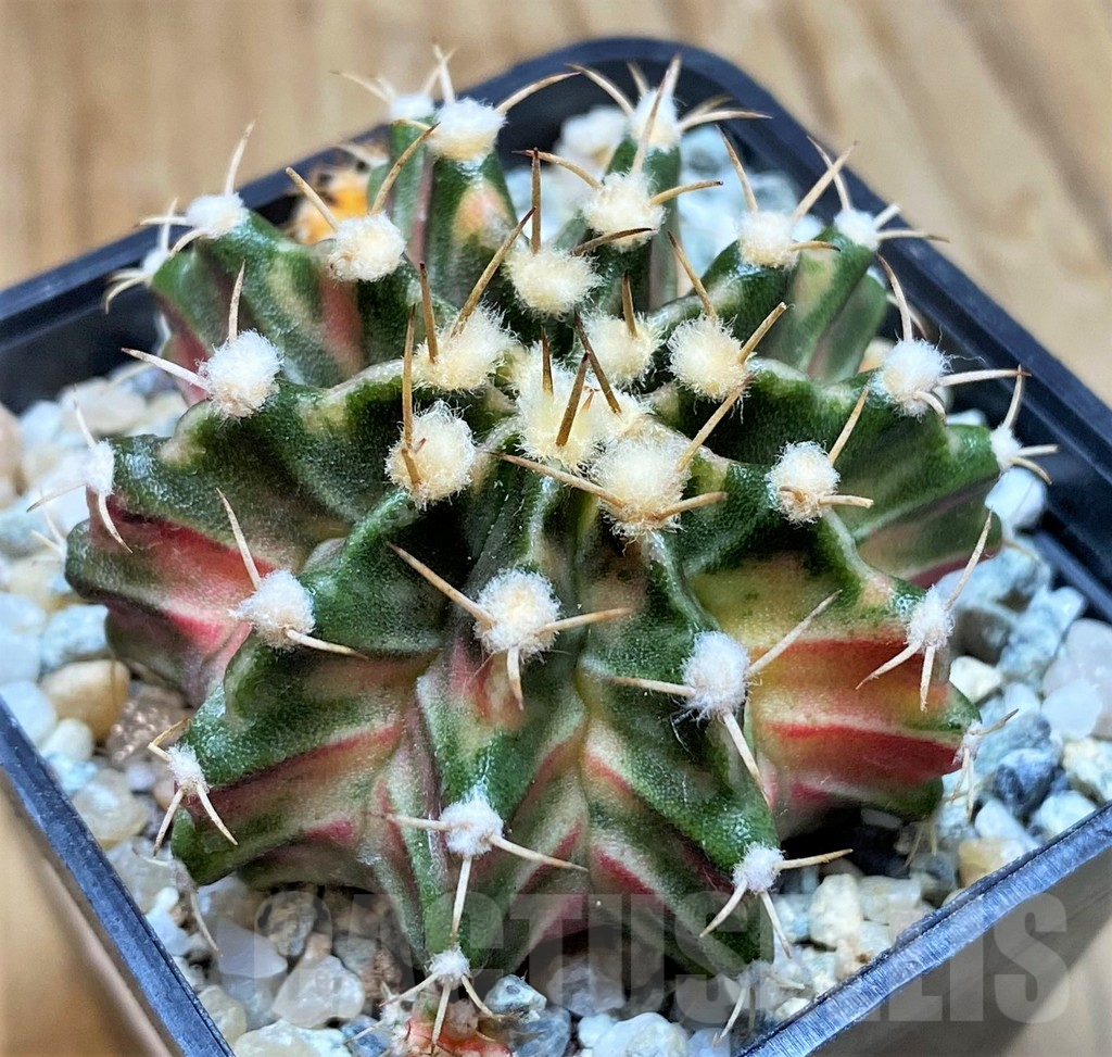 SH9480 Gymnocalycium mihanovichii 'Fantasia'