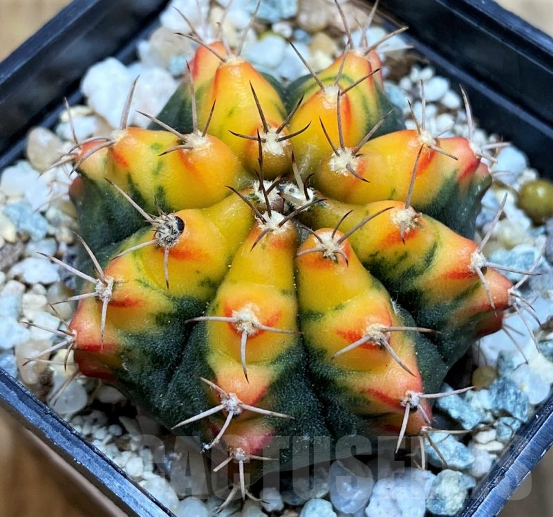 SH9481 Gymnocalycium mihanovichii 'Sunset' – Cactus-online