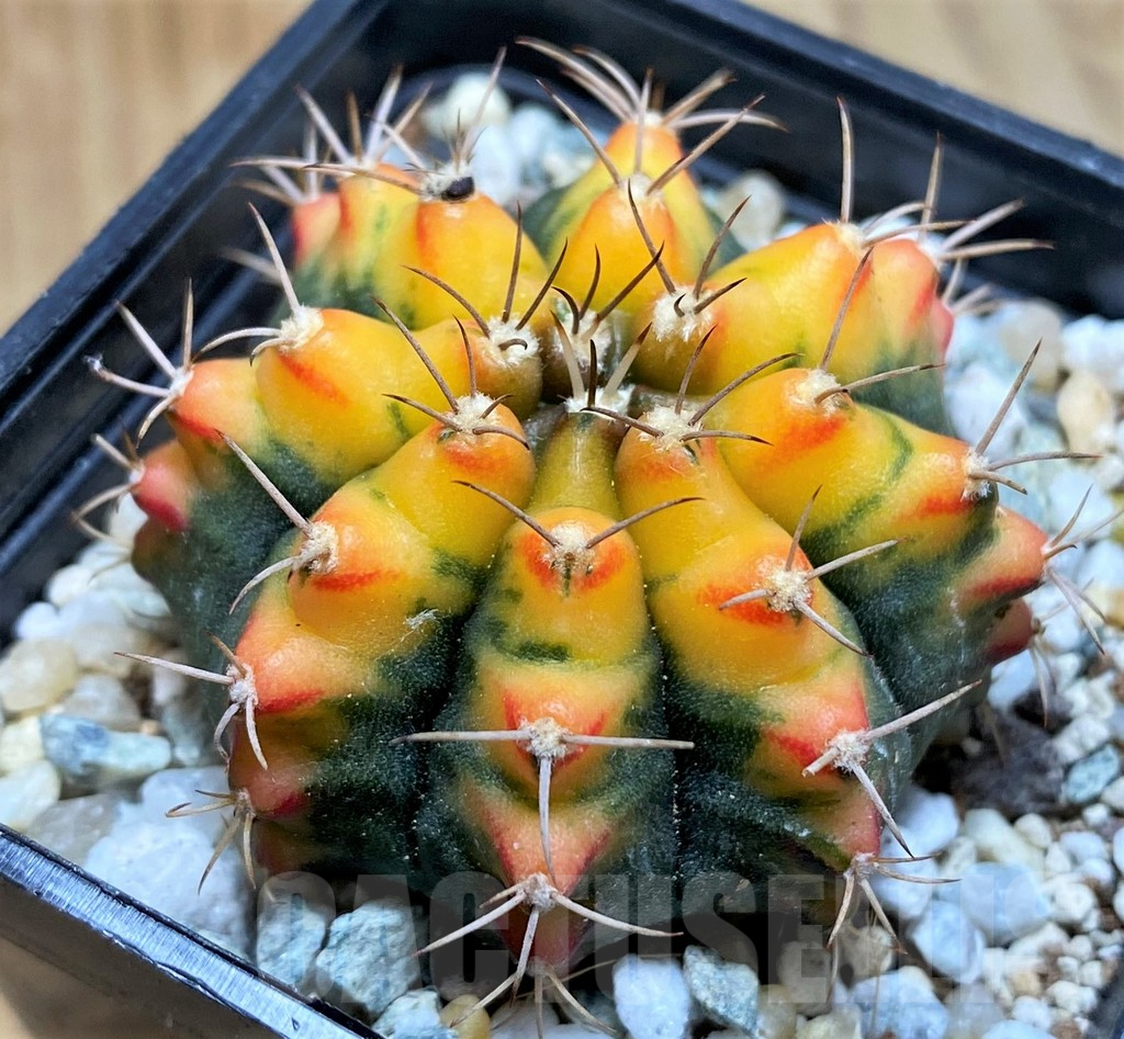 SH9481 Gymnocalycium mihanovichii ‘Sunset’