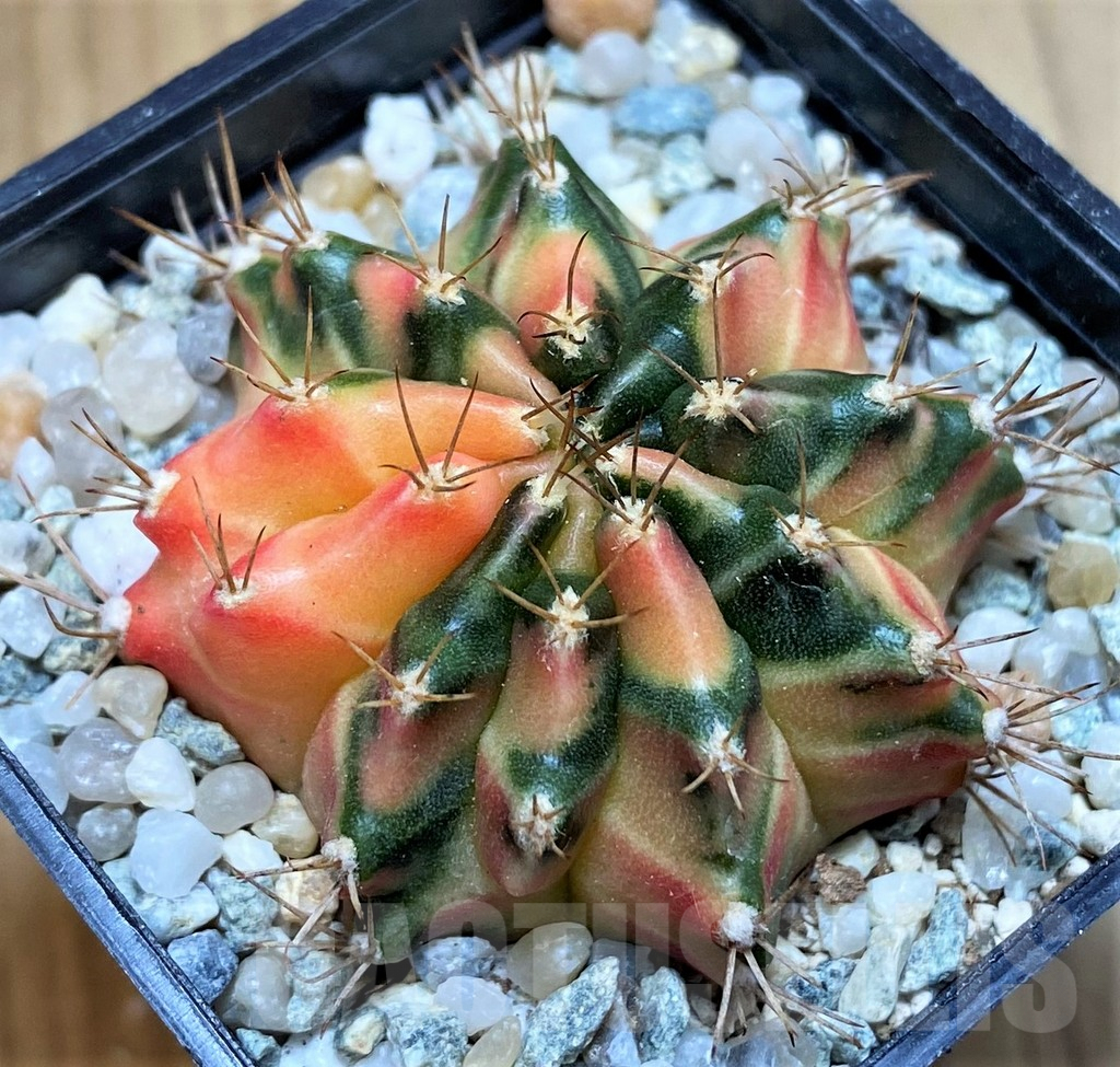 SH9482 Gymnocalycium mihanovichii 'Hawai' - Image 2