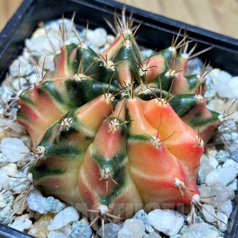 SH9482 Gymnocalycium mihanovichii 'Hawai'