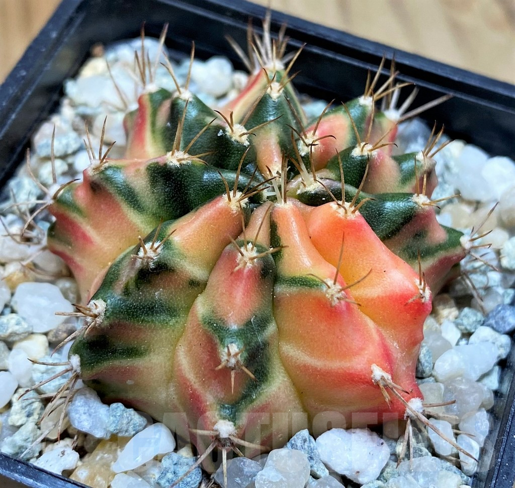SH9482 Gymnocalycium mihanovichii 'Hawai'