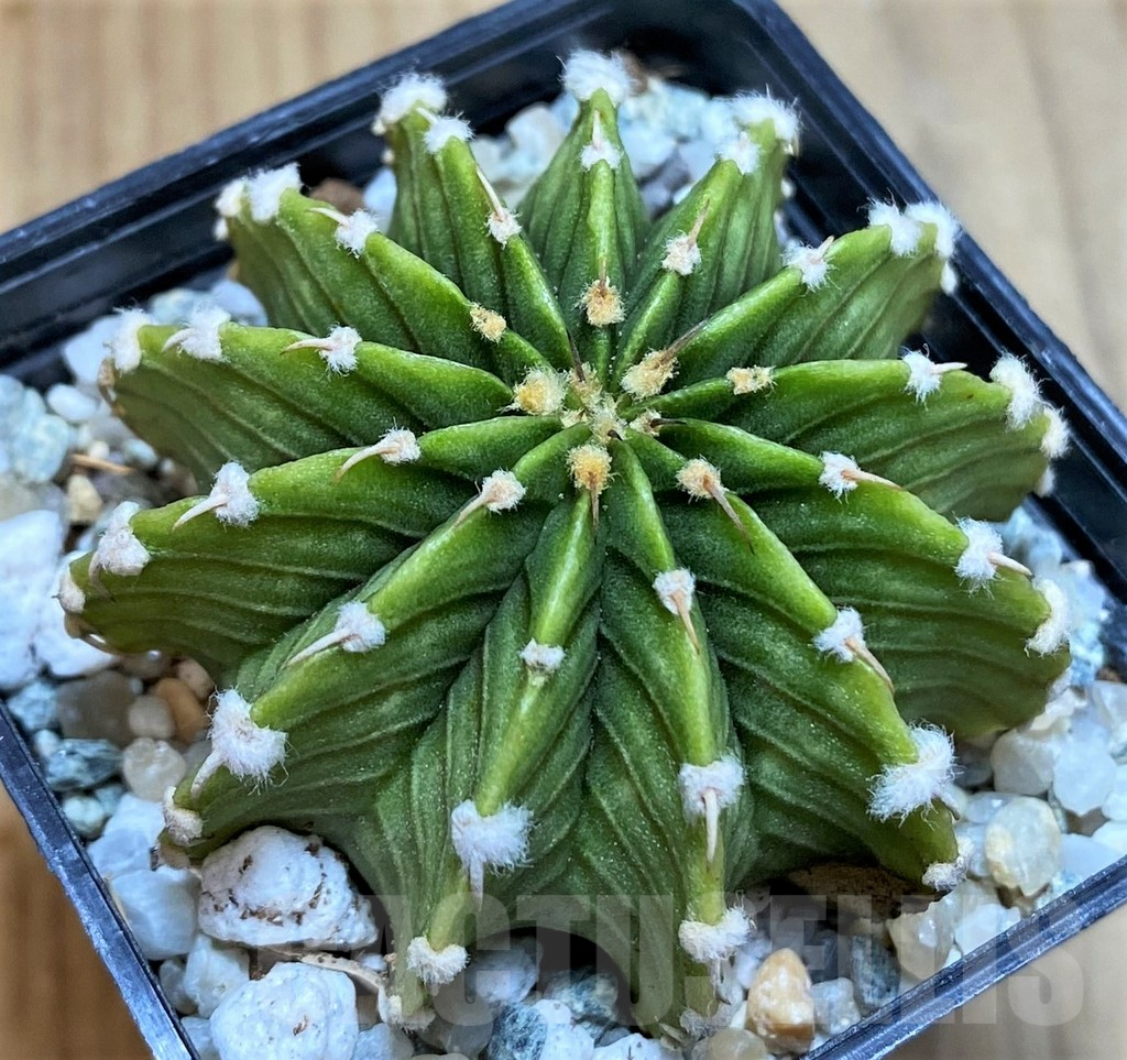 SH9483 Gymnocalycium friedrichii LB2178 ‘Light Green’