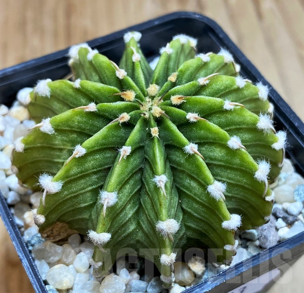 SH9483 Gymnocalycium friedrichii LB2178 ‘Light Green’ - Image 2