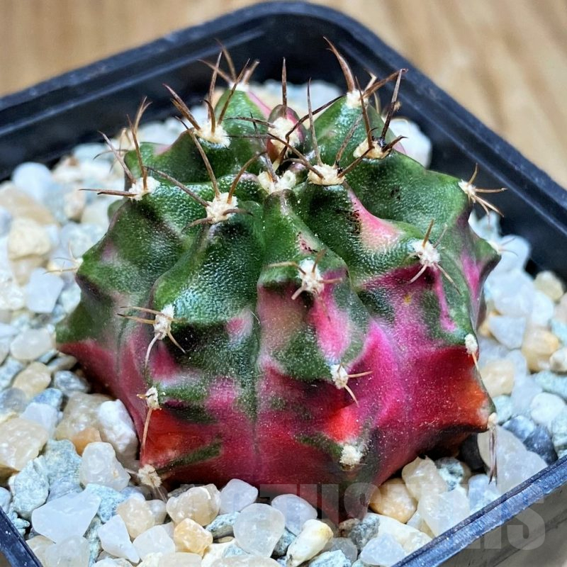 SH9484 Gymnocalycium mihanovichii 'Submongkol'