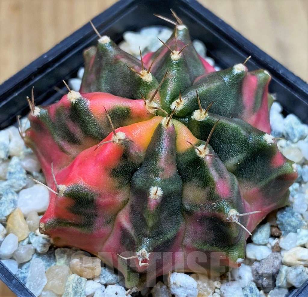 SH9486 Gymnocalycium mihanovichii 'Nova'