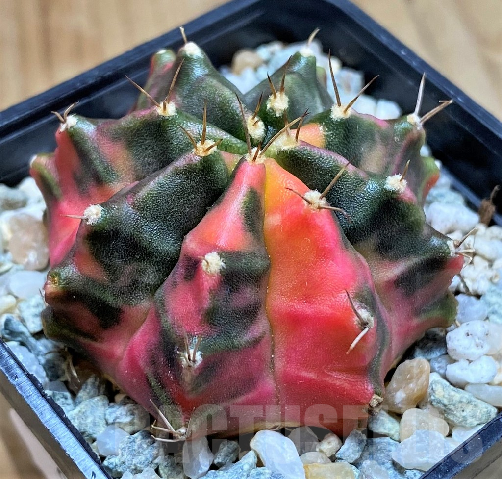 SH9486 Gymnocalycium mihanovichii 'Nova' - Image 2