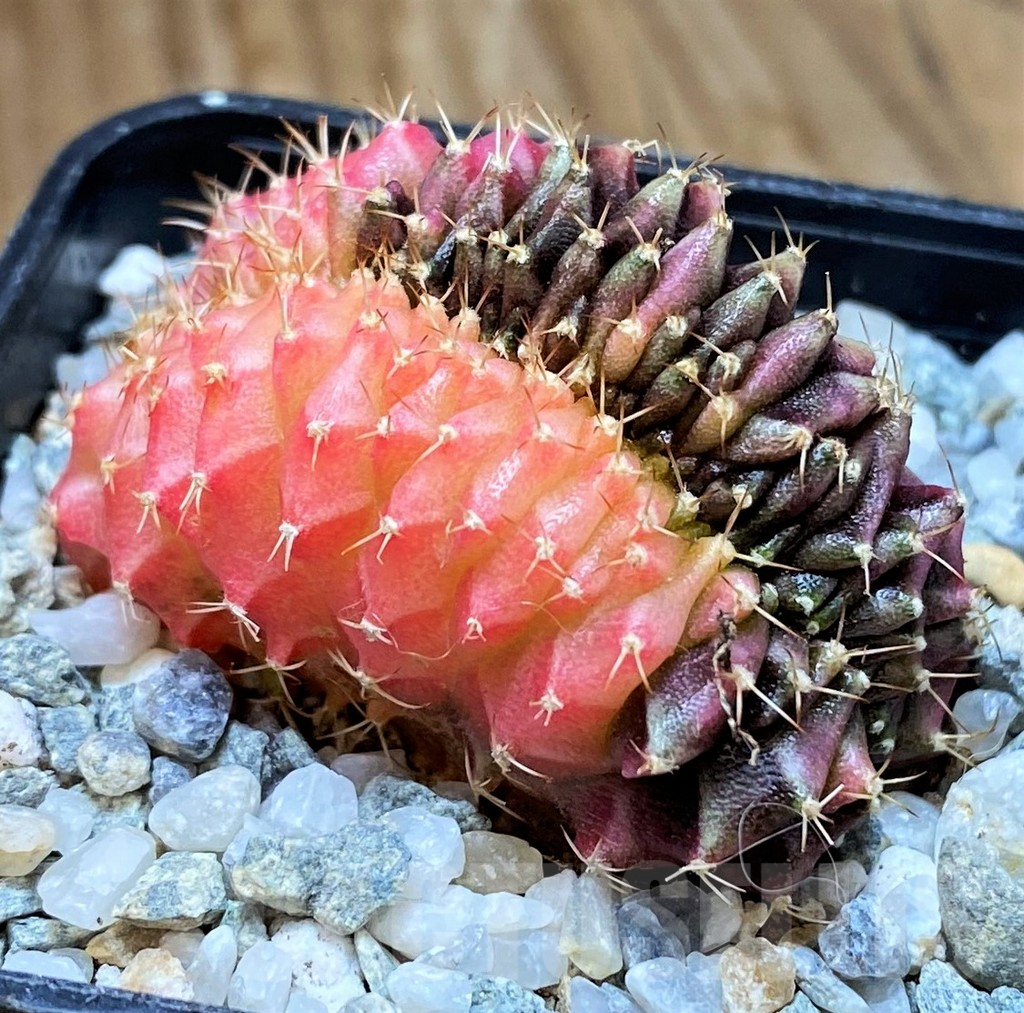 SH9487 Gymnocalycium mihanovichii variegata f. cristata - Obrázek 2