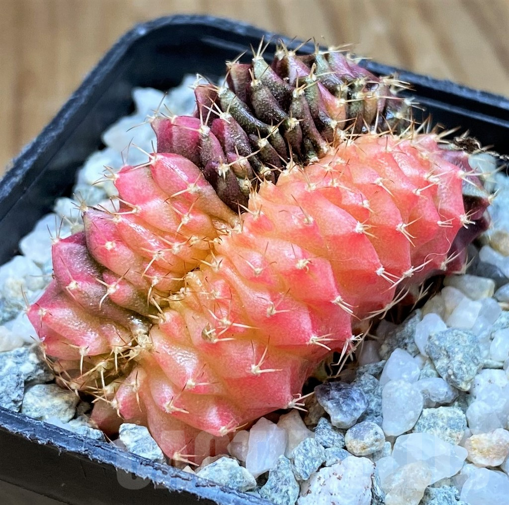 SH9487 Gymnocalycium mihanovichii variegata f. cristata