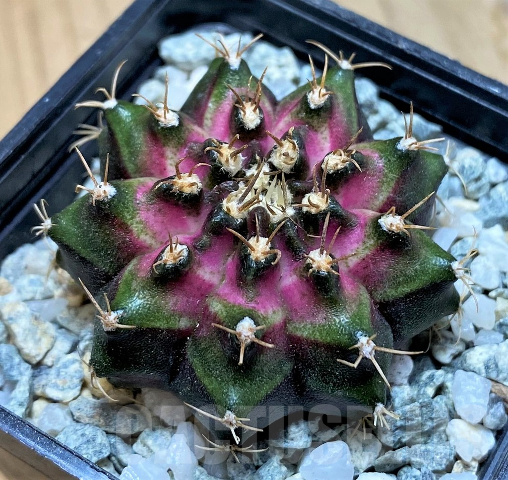 SH9490 Gymnocalycium mihanovichii T-Lux