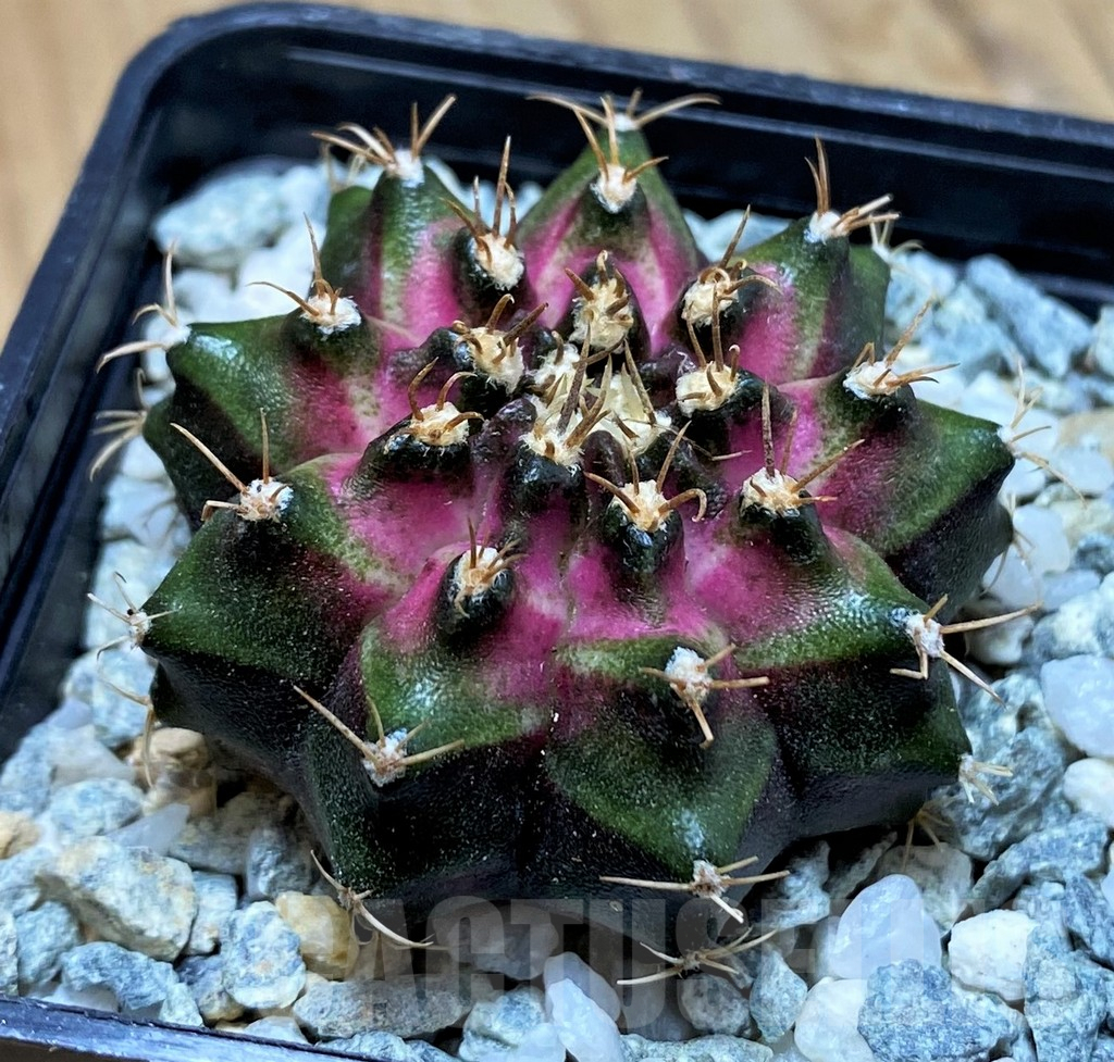 SH9490 Gymnocalycium mihanovichii T-Lux - Image 2