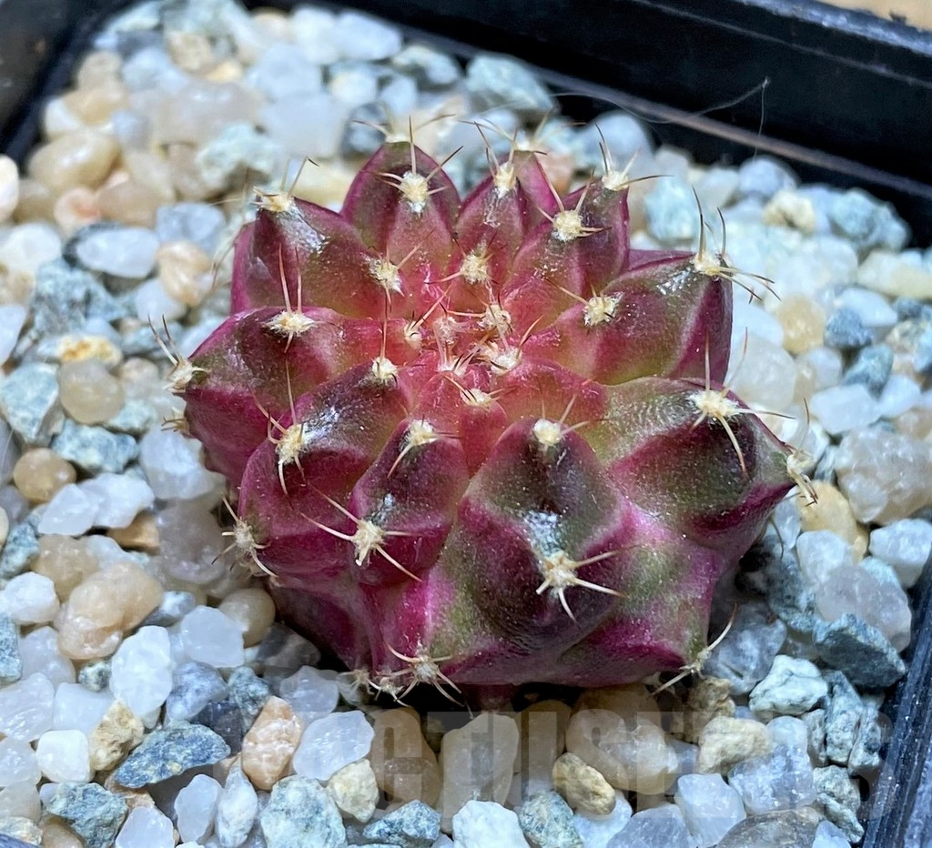 SH9491 Gymnocalycium mihanovichii 'Neon' - Obrázek 2