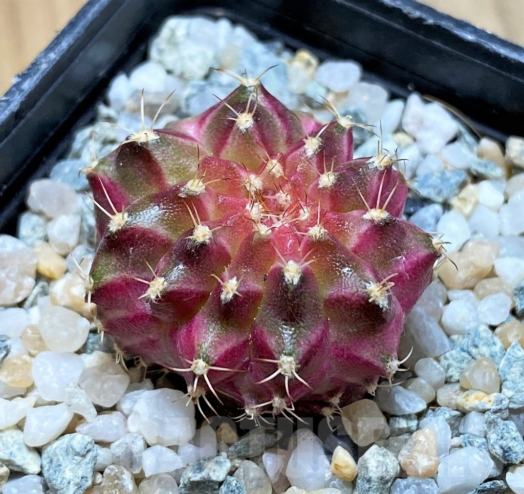SH9491 Gymnocalycium mihanovichii 'Neon'