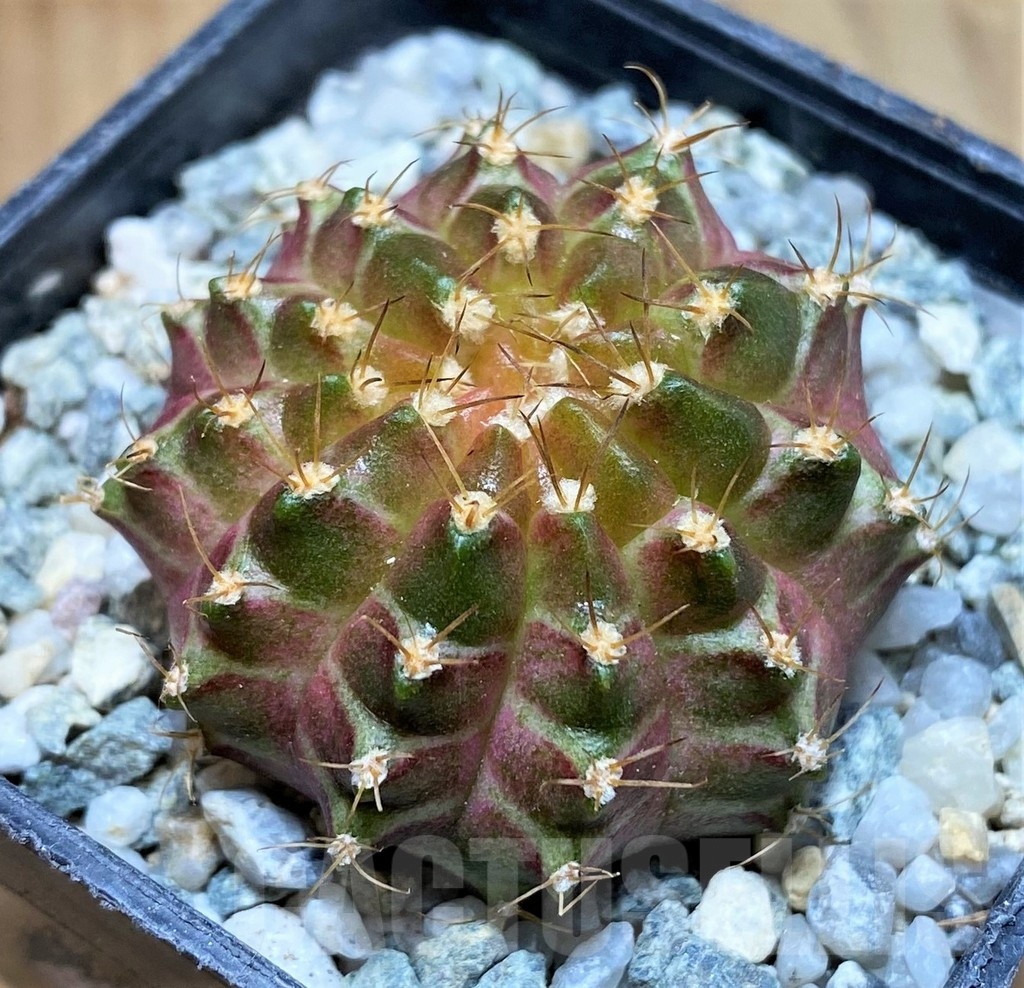 SH9493 Gymnocalycium mihanovichii 'Neon' - Image 2
