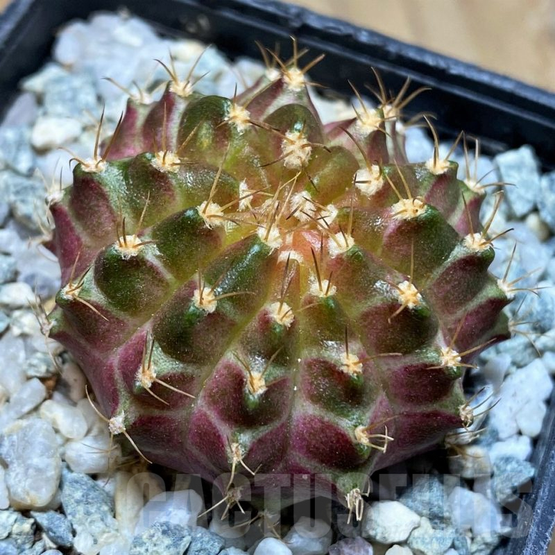 SH9493 Gymnocalycium mihanovichii 'Neon'