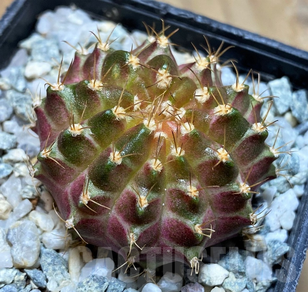 SH9493 Gymnocalycium mihanovichii 'Neon'