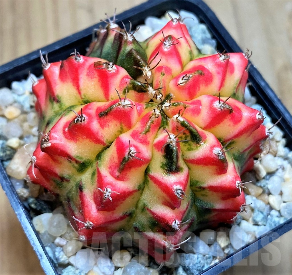 SH9469 Gymnocalycium mihanovichii 'Multicolor' -Taiwan- - immagine 2