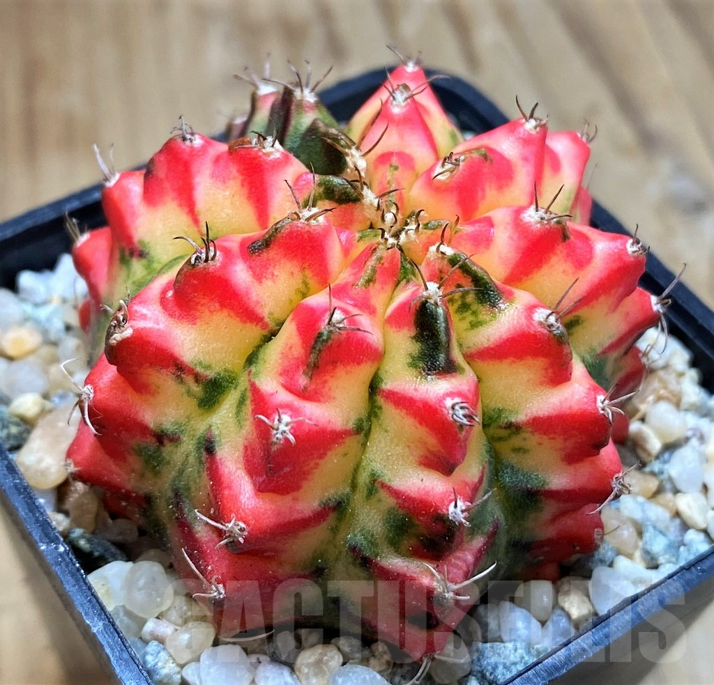 SH9469 Gymnocalycium mihanovichii 'Multicolor' -Taiwan-