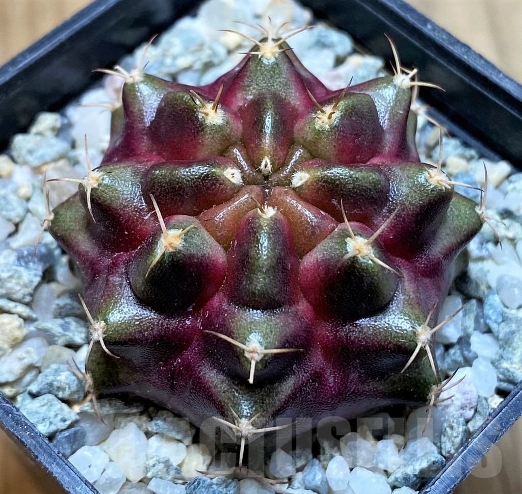 SH9498 Gymnocalycium mihanovichii ‘Purple Nebula’ - Image 2