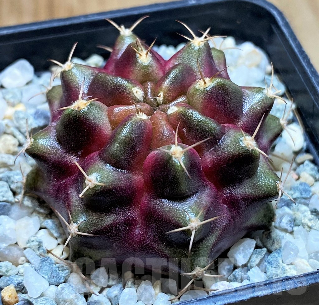 SH9498 Gymnocalycium mihanovichii ‘Purple Nebula’