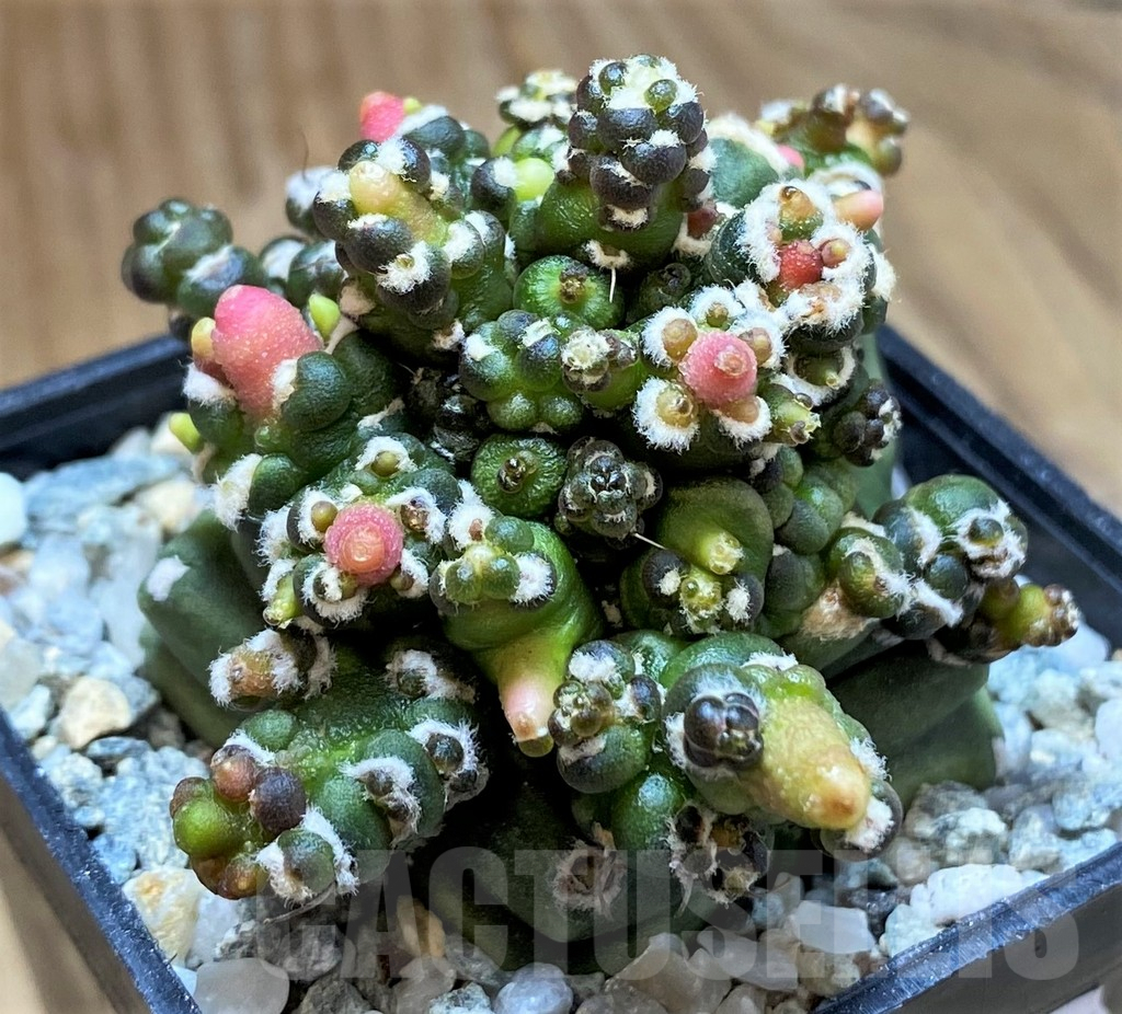 SH9500 Gymnocalycium mihanovichii ‘Transformer’