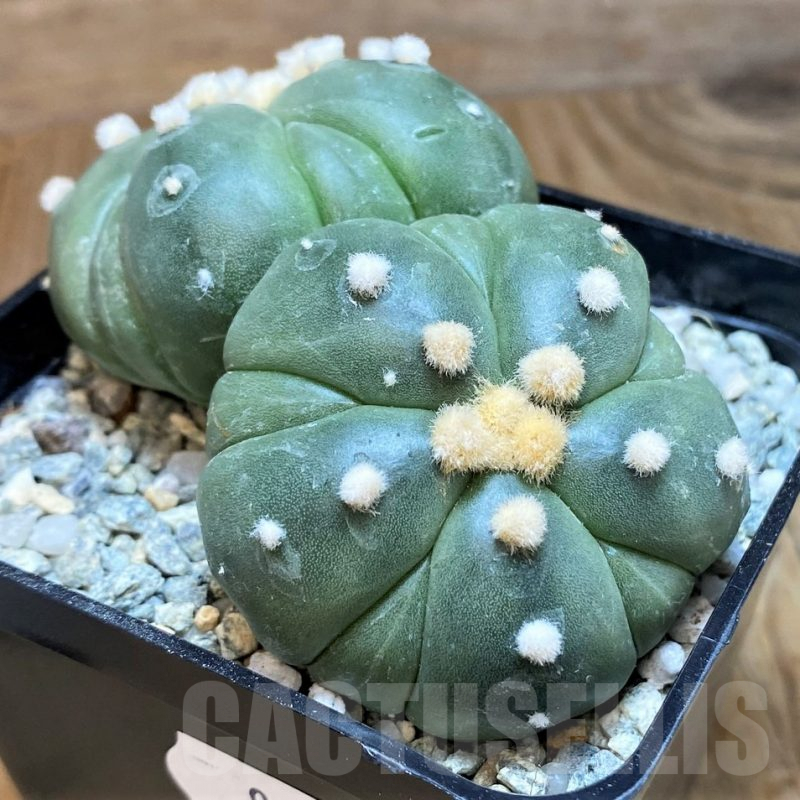 SH9626 Astrophytum asterias 'Kikko', 5-ribs