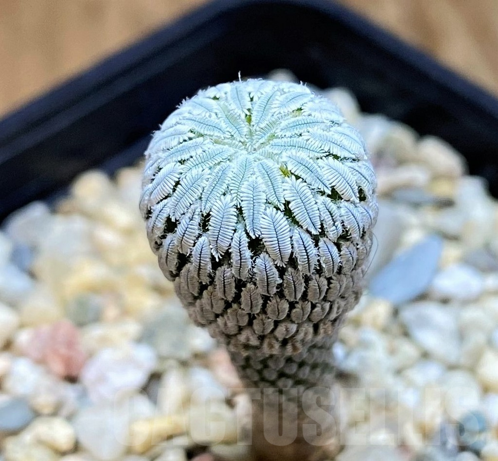 SH9629 Pelecyphora aselliformis RS550, own roots