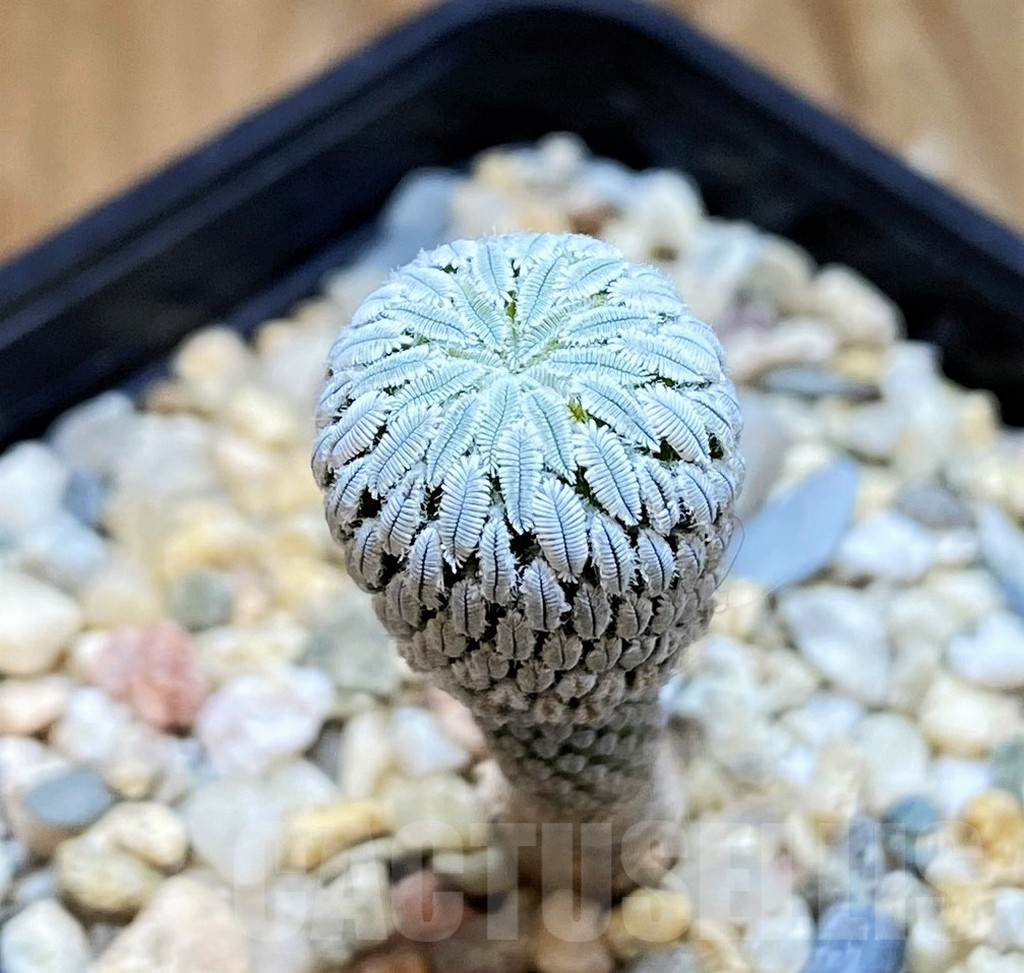 SH9629 Pelecyphora aselliformis RS550, own roots - Imagen 3