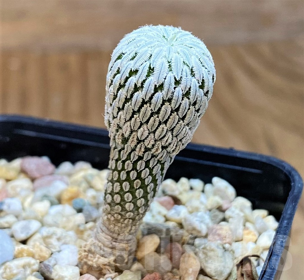 SH9629 Pelecyphora aselliformis RS550, own roots - Imagen 2