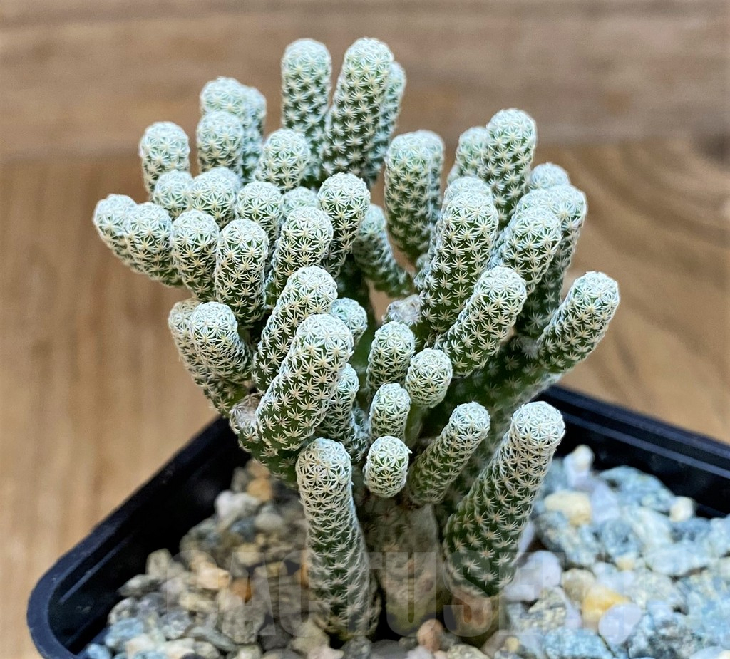 SH9628 Turbinicarpus krainzianus v. minimus - Imagen 2