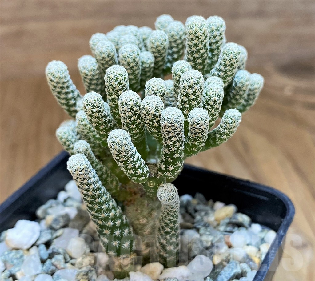 SH9628 Turbinicarpus krainzianus v. minimus