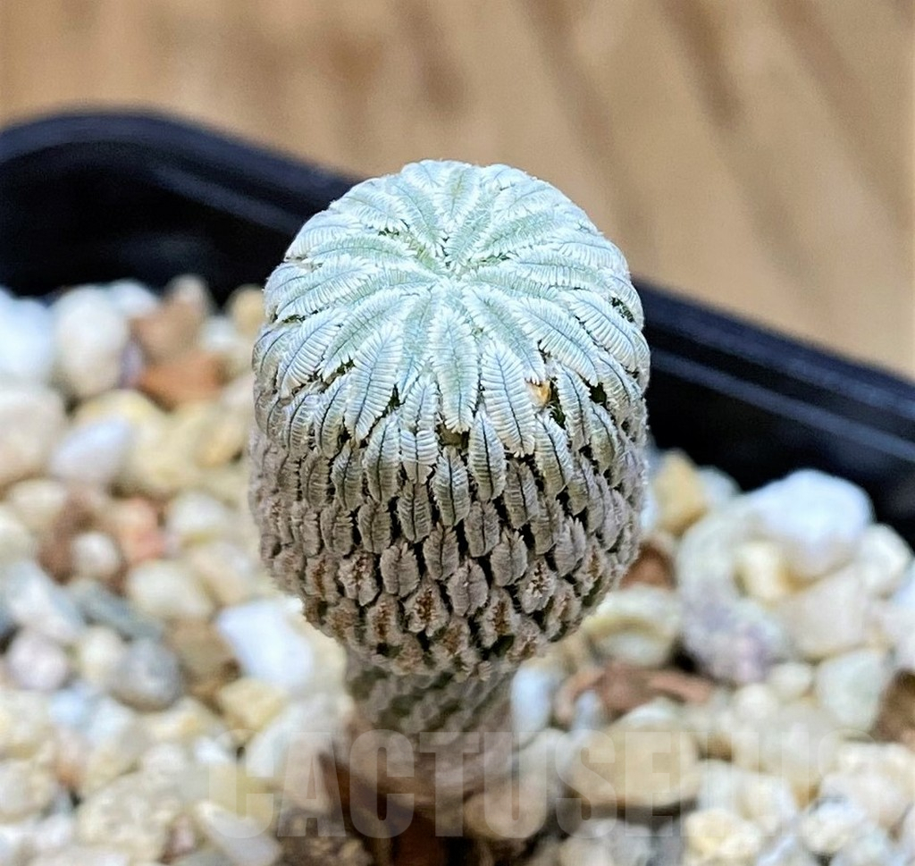 SH9630 Pelecyphora aselliformis RS 550, own roots