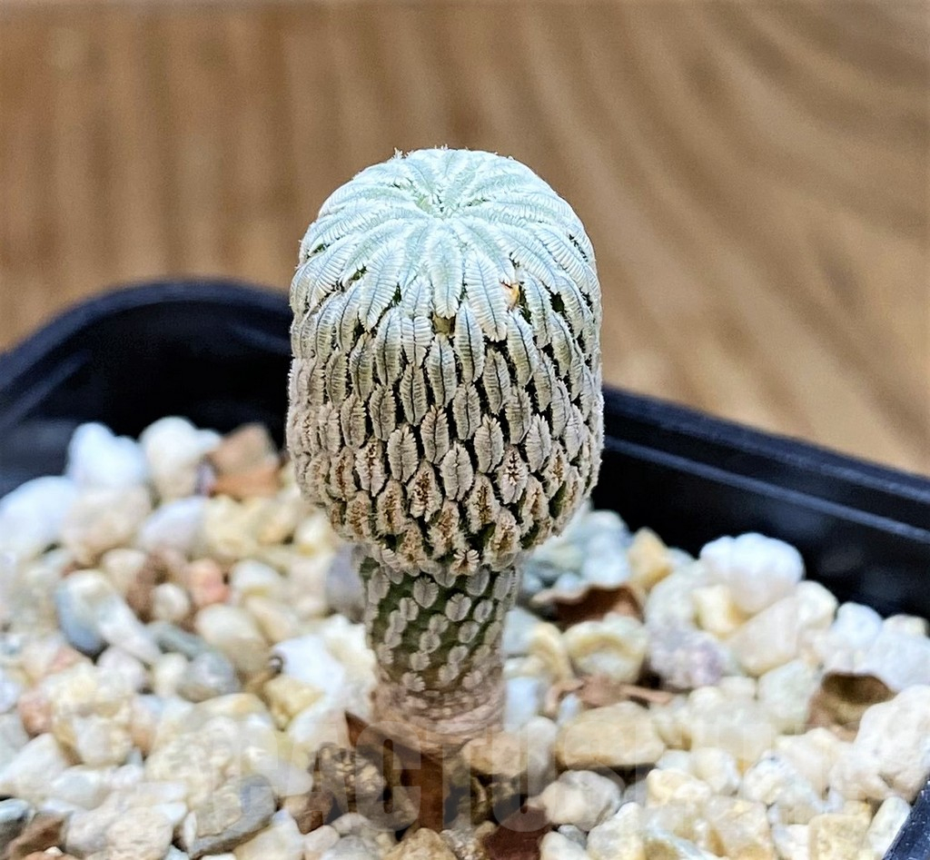 SH9630 Pelecyphora aselliformis RS 550, own roots - Зображення 2