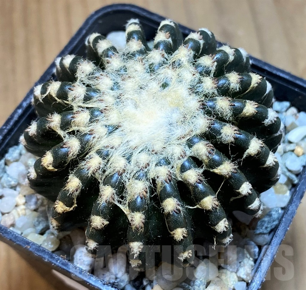 SH9632 Discocactus horstii