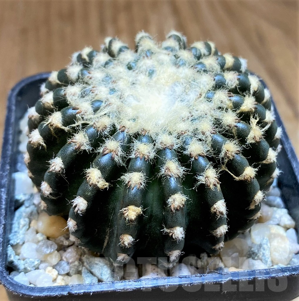 SH9632 Discocactus horstii - immagine 2