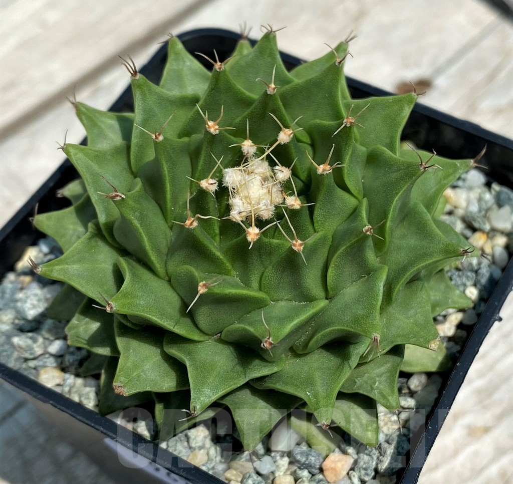 SH9638 Obregonia denigrii - Imagen 2