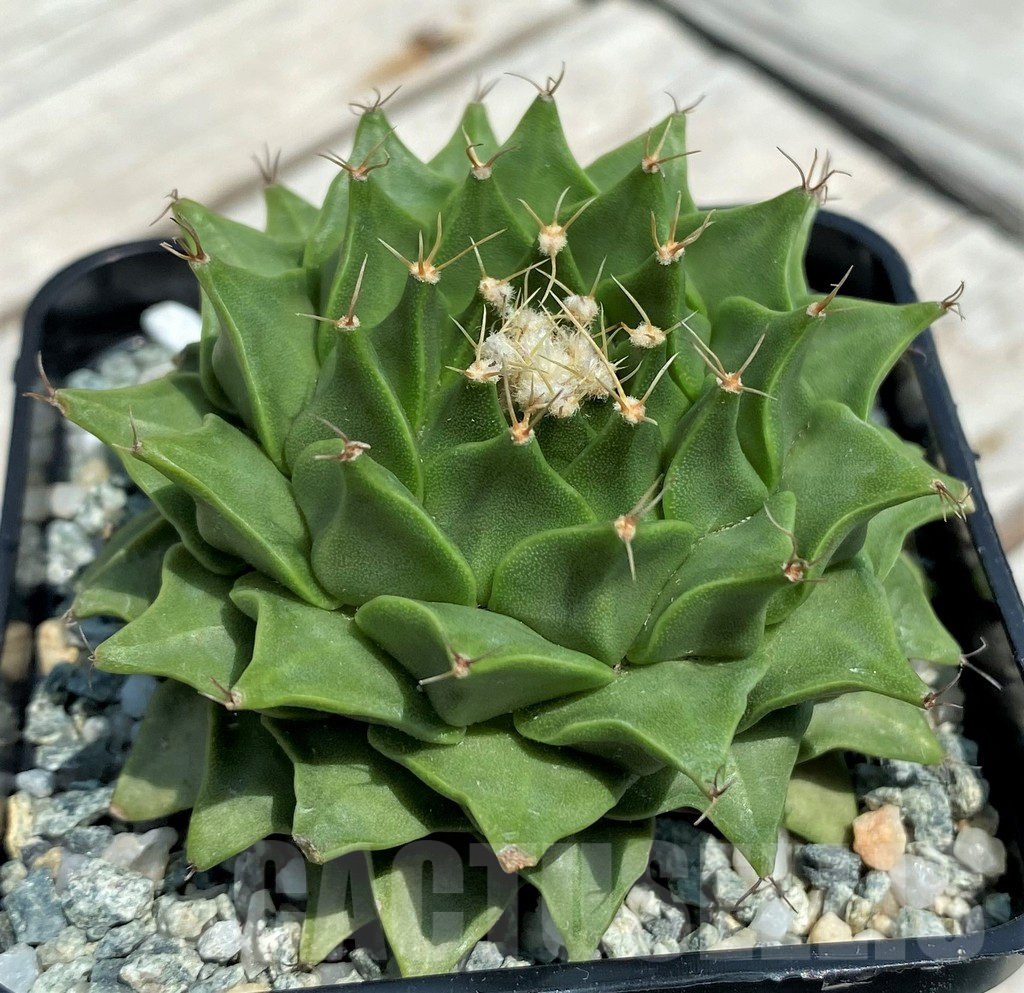 SH9638 Obregonia denigrii