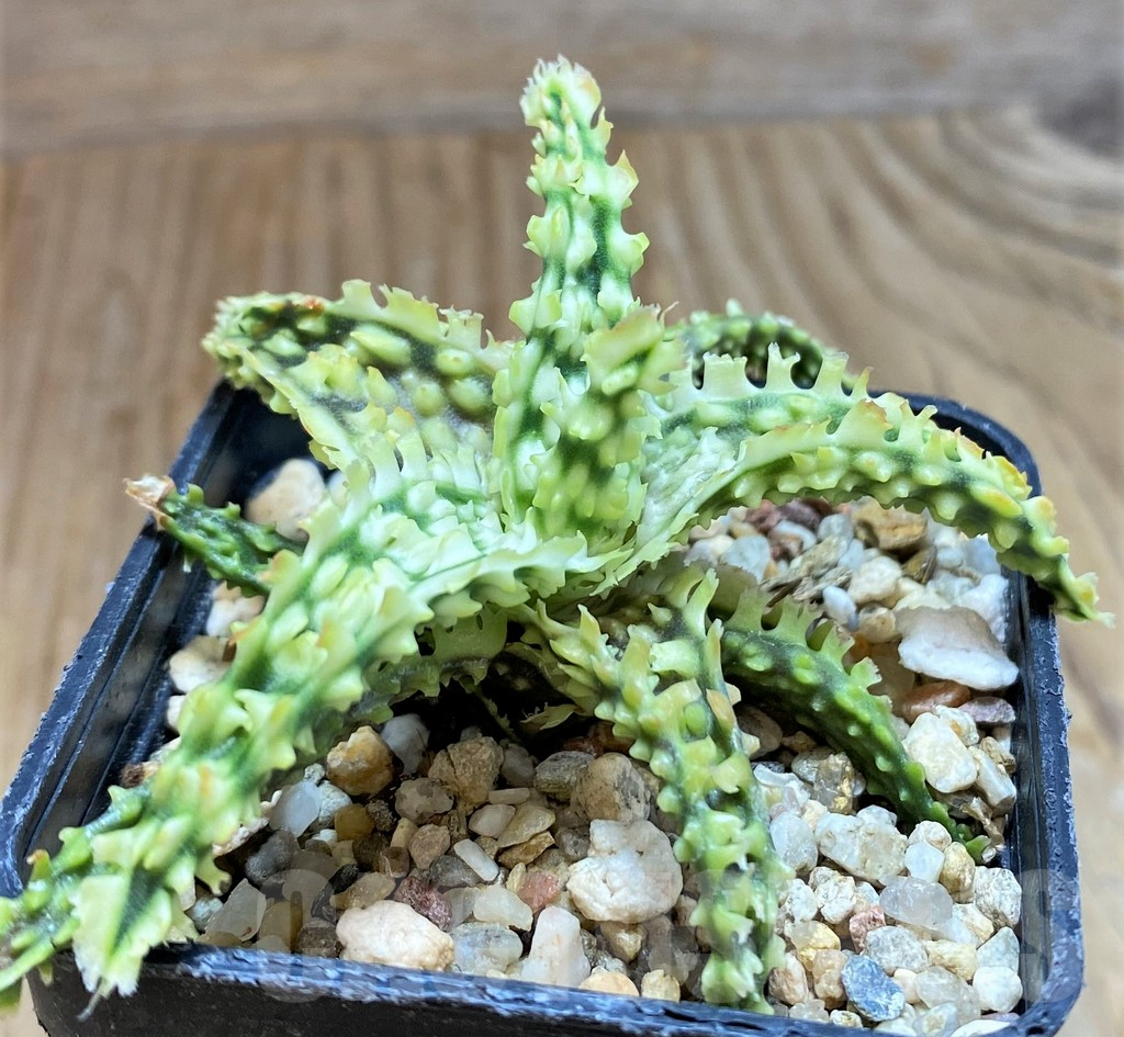 SH9596 Aloe TCT hybrid - immagine 2